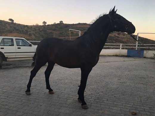 Andalusian / P.R.E Stallions and Geldings for Sale