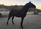  - Stallion in Marbella, 