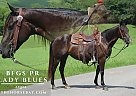 Quarter Horse - Horse for Sale in Tompkinsville, KY 42167 Quarter Horse - Horse for Sale in Tompkinsville, KY 42167