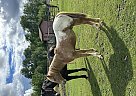 Appaloosa - Horse for Sale in Yellowhead County, AB T7E 3R6