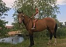 Bashkir Curly - Horse for Sale in Fort Collins, CO 80524