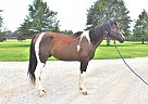 Paint - Horse for Sale in New Summerfield, TX 75780 Paint - Horse for Sale in New Summerfield, TX 75780