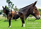 Mule - Horse for Sale in Yukon, MO 65589 Mule - Horse for Sale in Yukon, MO 65589