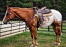 Appaloosa - Horse for Sale in Phoenix, AZ 85001 Appaloosa - Horse for Sale in Phoenix, AZ 85001