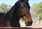 Thoroughbred - Horse for Sale in Shingle Springs, CA 95682 Thoroughbred - Horse for Sale in Shingle Springs, CA 95682