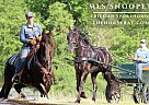 Friesian - Horse for Sale in Hesperia, MI 49421 Friesian - Horse for Sale in Hesperia, MI 49421