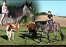 Draft - Horse for Sale in Warsaw, NY 14569