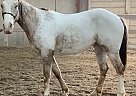 Appaloosa - Horse for Sale in Bluffdale, UT 84065