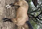 Max - Gelding in San Antonio, TX Max - Gelding in San Antonio, TX