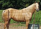 Quarter Horse - Horse for Sale in Warrensburg, MO 64093