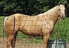 Quarter Horse - Horse for Sale in Warrensburg, MO 64093 Quarter Horse - Horse for Sale in Warrensburg, MO 64093