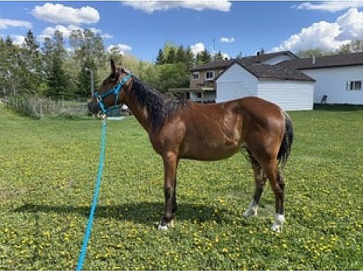 Grade Filly