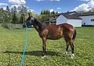 Pony - Horse for Sale in Wynyard, SK S0A 4T0
