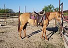 Quarter Horse - Horse for Sale in Del Rio, TX 78840