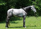 Tennessee Walking - Horse for Sale in Mount Vernon, KY 40456