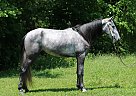 Tennessee Walking - Horse for Sale in Mount Vernon, KY 40456 Tennessee Walking - Horse for Sale in Mount Vernon, KY 40456