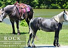 Draft - Horse for Sale in Tompkinsville, KY 42167 Draft - Horse for Sale in Tompkinsville, KY 42167