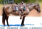 Paint - Horse for Sale in Eatonton, GA 31024 Paint - Horse for Sale in Eatonton, GA 31024