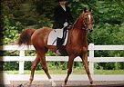 Half Arab Saddlebred Half Arabian Gelding