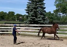 Welsh Pony and Cob (Welsh Pony and Cob, Gelding) in Bellbrook, OH