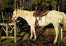 - Mare in Kalkaska, MI - Mare in Kalkaska, MI