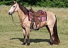 Missouri Fox Trotter - Horse for Sale in Whitley City, KY 42653