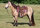 Missouri Fox Trotter - Horse for Sale in Whitley City, KY 42653 Missouri Fox Trotter - Horse for Sale in Whitley City, KY 42653