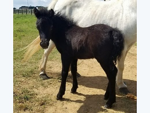 Miniature Horse Colts and Filly!! Registered Stud. All Pintos/Appy