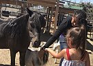 Miniature - Horse for Sale in Pearblossom, CA 93553