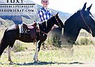 Missouri Fox Trotter - Horse for Sale in Fort Collins, CO 80524 Missouri Fox Trotter - Horse for Sale in Fort Collins, CO 80524