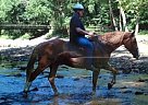 Mr. Big Belgian Warmblood Gelding
