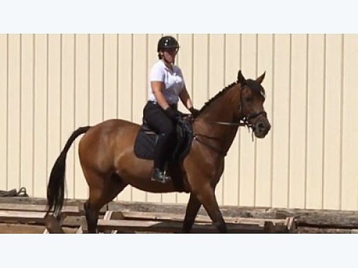 Oldenburg for Sale: Hunter Jumper/Trained In Dressage