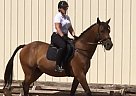 Oldenburg - Horse for Sale in St. George, UT 84790 Oldenburg - Horse for Sale in St. George, UT 84790