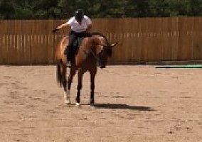 Warmblood (Warmblood, Gelding) in St. George, UT