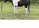Paint - Horse for Sale in Vegreville, AB T9C 1T2
