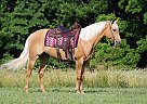 Quarter Horse - Horse for Sale in London, KY 40744 Quarter Horse - Horse for Sale in London, KY 40744