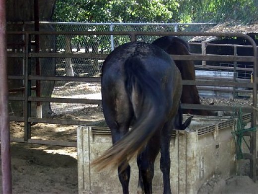Pure Blood Lusitano Female