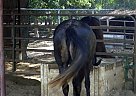 Lusitano - Horse for Sale in Tulare, CA 93274