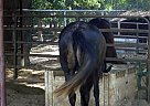 Lusitano - Horse for Sale in Tulare, CA 93274 Lusitano - Horse for Sale in Tulare, CA 93274