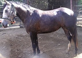 Lusitano