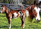 Quarter Horse - Horse for Sale in Copperhill, TN 37317 Quarter Horse - Horse for Sale in Copperhill, TN 37317