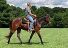 Quarter Horse - Horse for Sale in Killen, AL 35645 Quarter Horse - Horse for Sale in Killen, AL 35645