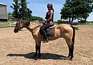 Quarter Horse - Horse for Sale in EdenValley, ON l0l2k0 Quarter Horse - Horse for Sale in EdenValley, ON l0l2k0