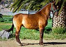 Andalusian - Horse for Sale in Canyon Country, CA 91387