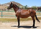 Andalusian - Horse for Sale in Canyon Country, CA 91387