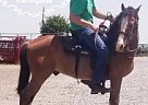 Other - Horse for Sale in Moneta, VA 24121