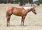 Quarter Horse - Horse for Sale in Spanish Springs, NV 89441