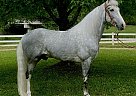 Tennessee Walking - Horse for Sale in Olive Hill, KY 41164 Tennessee Walking - Horse for Sale in Olive Hill, KY 41164