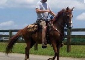 Paso Fino (Paso Fino, Gelding) in Moneta, VA