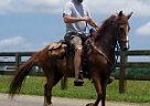Paso Fino - Horse for Sale in Moneta, VA 24121